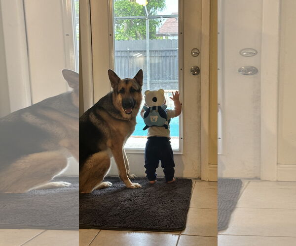 Medium Photo #4 German Shepherd Dog Puppy For Sale in Plantation, FL, USA