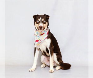 Siberian Husky-Unknown Mix Dogs for adoption in Sanford, FL, USA