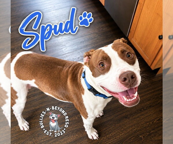 Medium Photo #8 Staffordshire Bull Terrier-Unknown Mix Puppy For Sale in Omaha, NE, USA