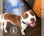Small #7 Staffordshire Bull Terrier Mix
