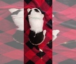 Puppy 6 Border Collie-Sheepadoodle Mix