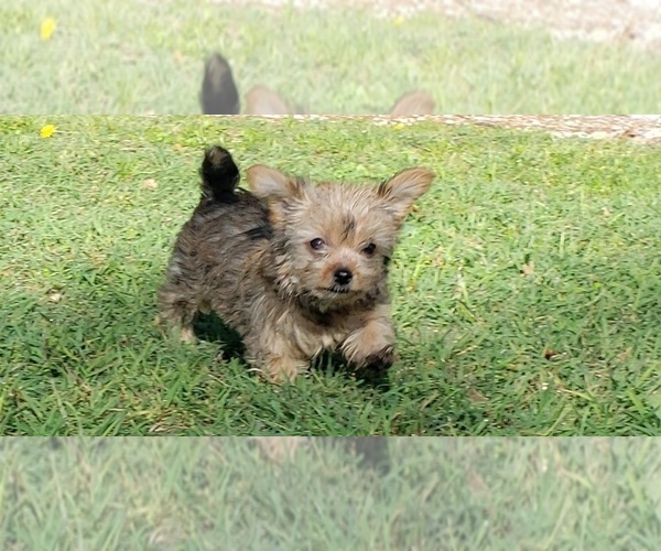 Medium Photo #1 Shorkie Tzu Puppy For Sale in NEVADA, TX, USA