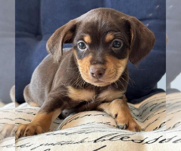 Medium Photo #6 Chiweenie Puppy For Sale in San Diego, CA, USA