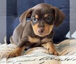 Small #5 Chiweenie