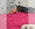 Small Photo #1 French Bulldog Puppy For Sale in NORTH PORT, FL, USA