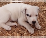 Small Photo #15 American Pit Bull Terrier-Labrador Retriever Mix Puppy For Sale in MOORESBORO, NC, USA