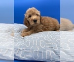 Small #6 Goldendoodle