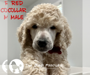 Medium Poodle (Standard)