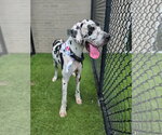Small #1 Great Dane