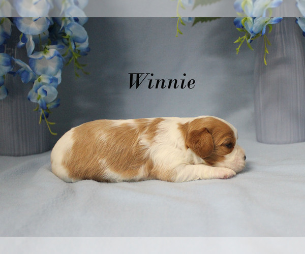 Medium Photo #9 Cavalier King Charles Spaniel Puppy For Sale in CHANUTE, KS, USA