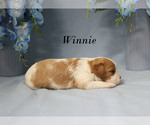 Small #8 Cavalier King Charles Spaniel