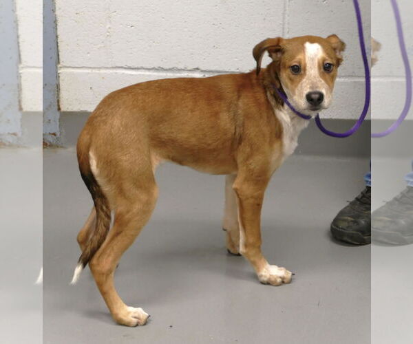 Medium Photo #3 Mutt Puppy For Sale in Pittsburgh, PA, USA