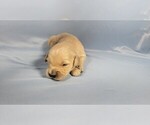 Small #5 Golden Retriever