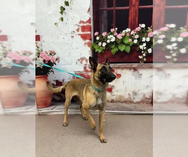 Medium Photo #1 Mutt Puppy For Sale in San Bernardino, CA, USA
