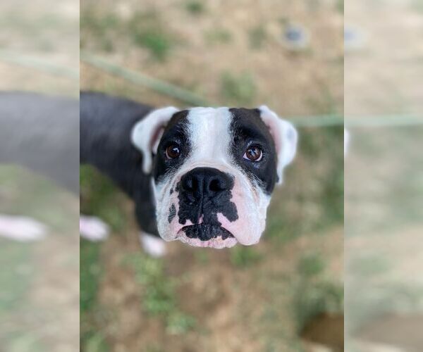 Medium Photo #6 Boxer Puppy For Sale in Burnsville, MN, USA