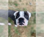 Small #5 Boxer