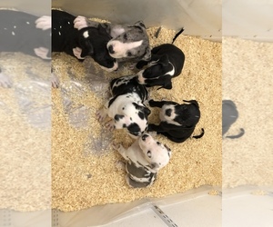 Great Dane Puppy for sale in BONNEY LAKE, WA, USA