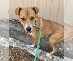 Carolina Dog-Unknown Mix Dogs for adoption in Houston, TX, USA