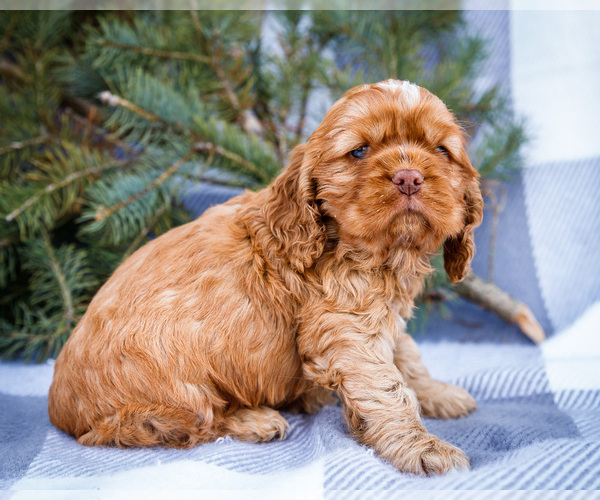 Medium Photo #6 Cocker Spaniel Puppy For Sale in WAKARUSA, IN, USA