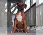 Small Photo #1 Boxer Puppy For Sale in NAPPANEE, IN, USA