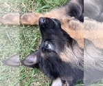 Small Photo #27 German Shepherd Dog Puppy For Sale in WINONA, MN, USA