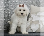 Small Photo #2 Bichpoo Puppy For Sale in WARSAW, IN, USA