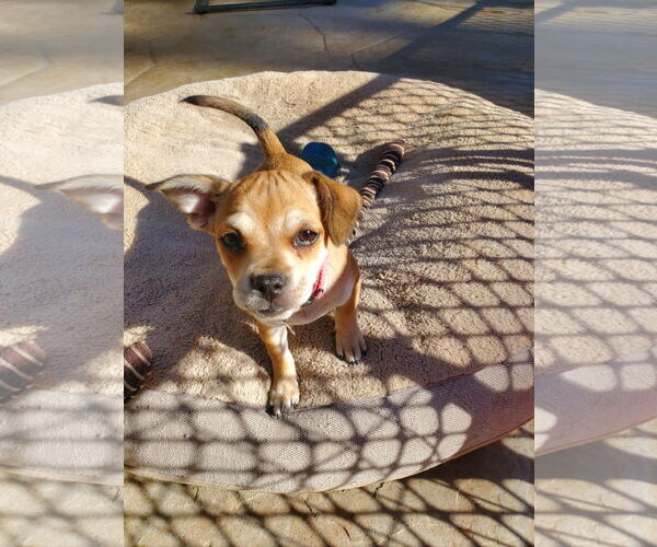 Medium Photo #6 Daug Puppy For Sale in Escondido, CA, USA