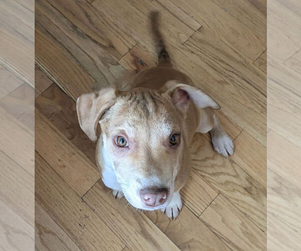 Medium Photo #4 Mutt Puppy For Sale in Sandy, UT, USA