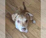 Small #3 Mutt