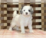 Small #1 Bernedoodle (Miniature)