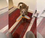 Small #2 Mutt