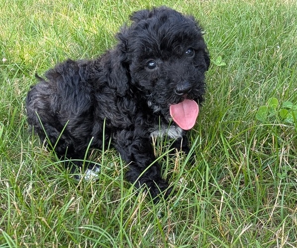 Medium Photo #8 Poodle (Toy) Puppy For Sale in GOSHEN, IN, USA