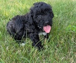 Small #7 Poodle (Toy)