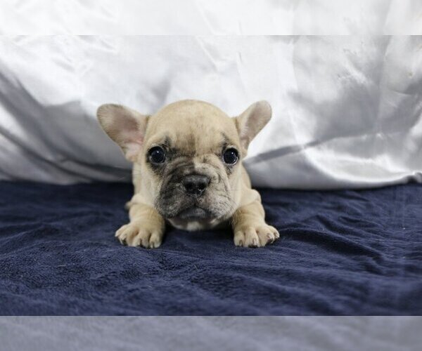 Medium Photo #5 French Bulldog Puppy For Sale in CORAL SPRINGS, FL, USA