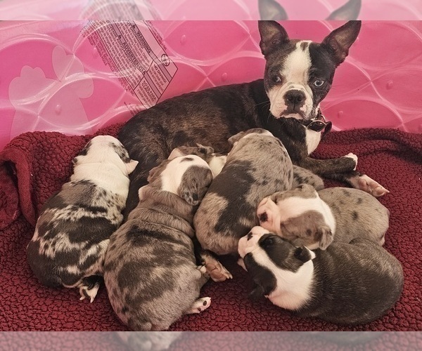 Medium Photo #1 Boston Terrier Puppy For Sale in GENOA, NE, USA