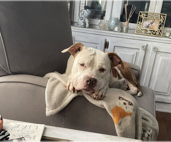 Medium Photo #28 Mutt Puppy For Sale in Mount Laurel, NJ, USA