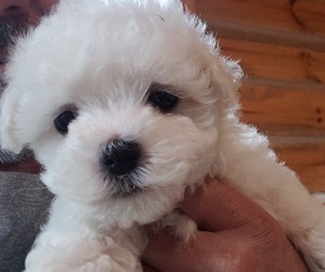 Maltese Litter for sale in NANCY, KY, USA