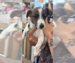 Small #1 Jack Russell Terrier Mix