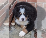 Small Photo #2 Bernese Mountain Dog Puppy For Sale in POUND, VA, USA