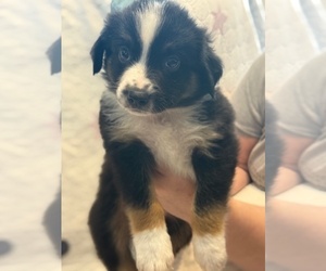 Australian Shepherd Puppy for sale in WEBSTER, FL, USA