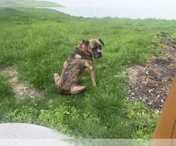 Medium Photo #2 Boxer Puppy For Sale in Woodbury, MN, USA