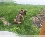 Small #1 Boxer