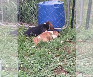 Basset Hound Puppy for sale in ASH GROVE, MO, USA