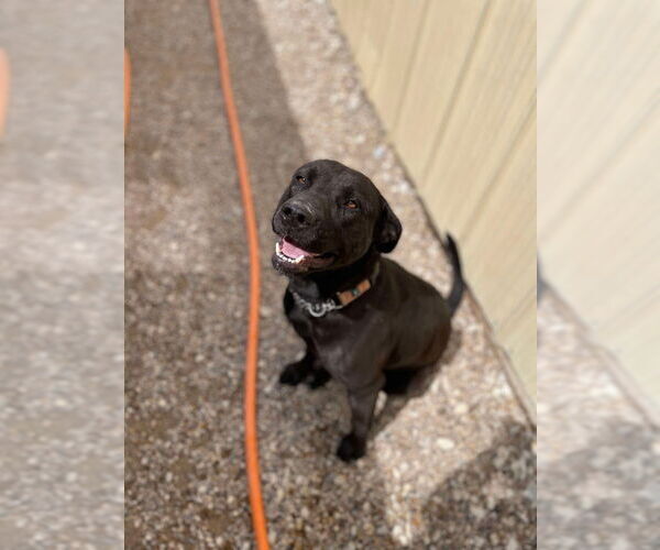 Medium Photo #10 Labrador Retriever-Unknown Mix Puppy For Sale in Foristell, MO, USA