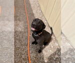 Small #9 Labrador Retriever Mix