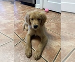 Small Photo #1 Golden Retriever Puppy For Sale in NEWTON GROVE, NC, USA