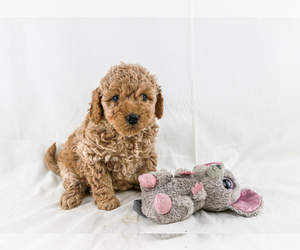 Miniature Labradoodle Puppy for Sale in NARVON, Pennsylvania USA