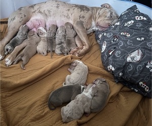 American Bully Litter for sale in DUNDALK, MD, USA