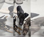 Small #9 Doberman Pinscher