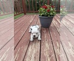 Small Photo #10 French Bulldog Puppy For Sale in KANSAS CITY, MO, USA